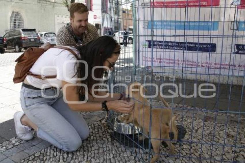 ADOPCIÓN DE MASCOTAS 