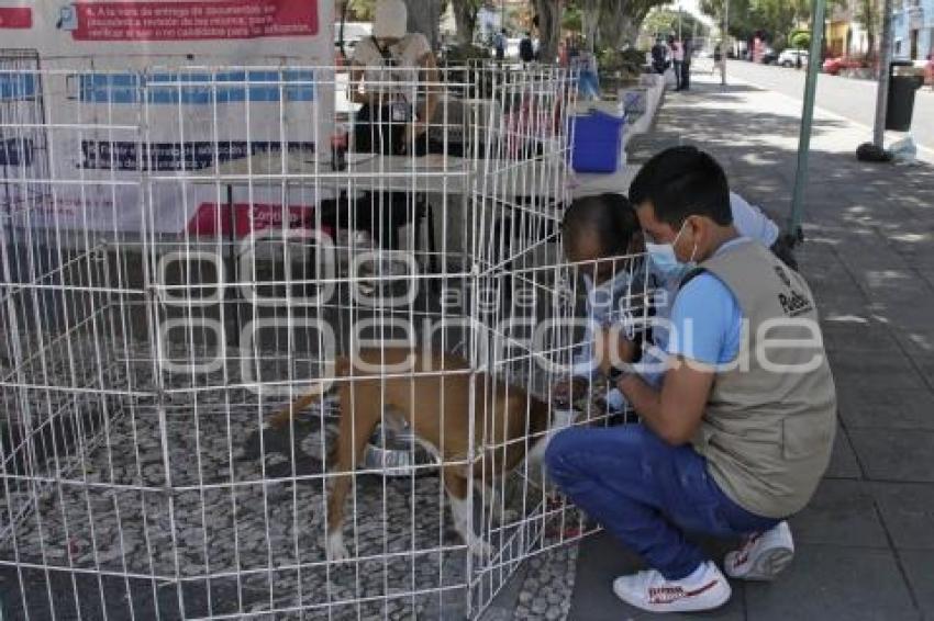 ADOPCIÓN DE MASCOTAS 