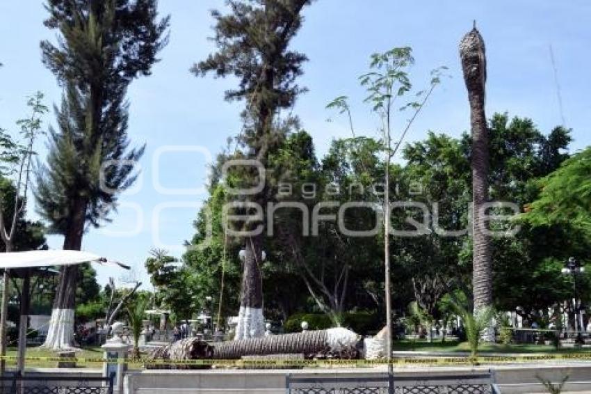 TEHUACÁN . CORTE ÁRBOLES