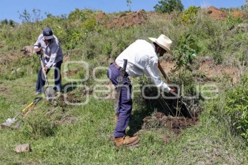 ATLIXCO . JORNADA DE REFORESTACIÓN