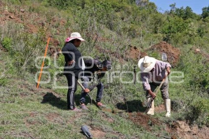 ATLIXCO . JORNADA DE REFORESTACIÓN