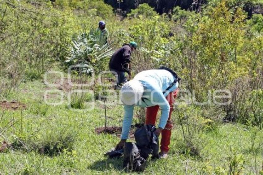 ATLIXCO . JORNADA DE REFORESTACIÓN