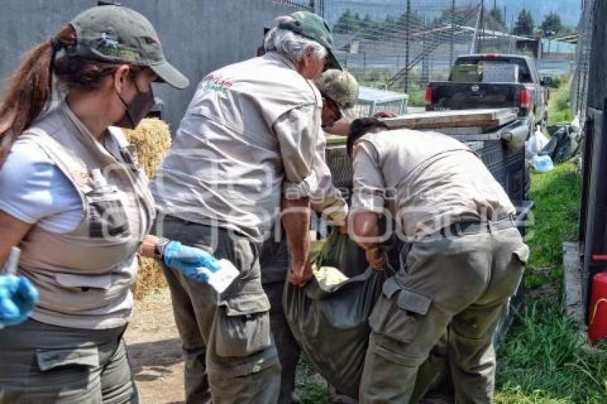 AFRICAM SAFARI . RESCATE FELINOS