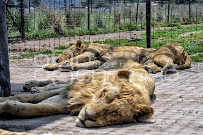 AFRICAM SAFARI . RESCATE FELINOS