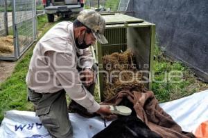 AFRICAM SAFARI . RESCATE FELINOS