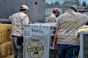 AFRICAM SAFARI . RESCATE FELINOS