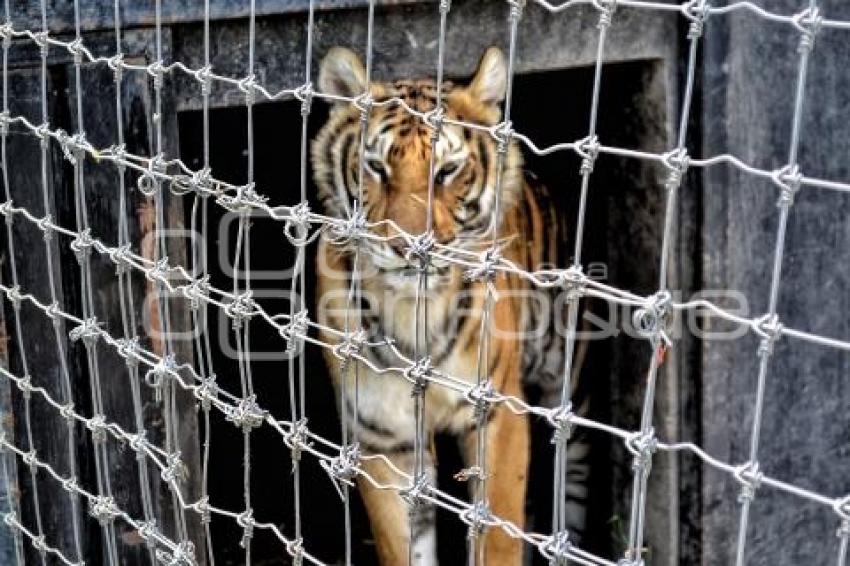 AFRICAM SAFARI . RESCATE FELINOS