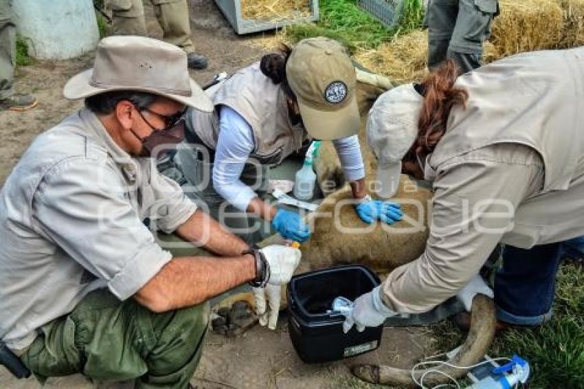 AFRICAM SAFARI . RESCATE FELINOS