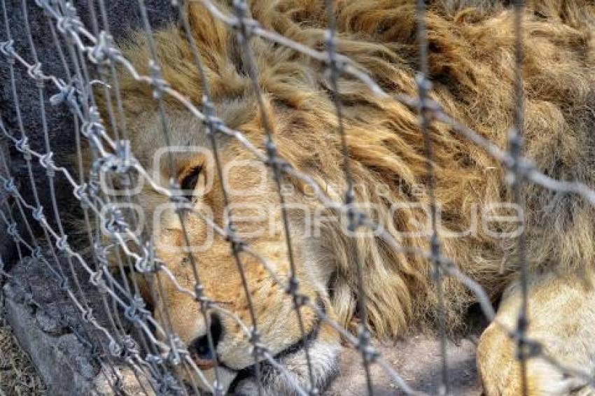 AFRICAM SAFARI . RESCATE FELINOS