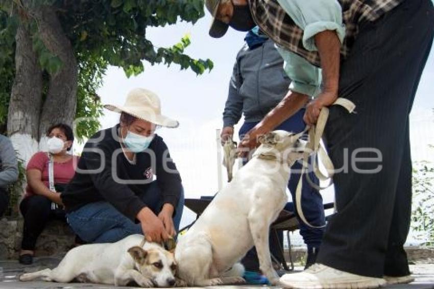 TLAXCALA . CAMPAÑA DE ESTERILIZACIÓN