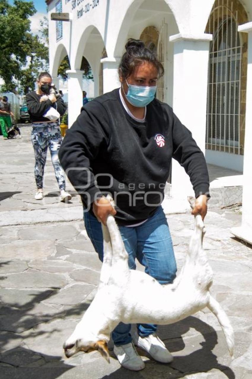 TLAXCALA . CAMPAÑA DE ESTERILIZACIÓN