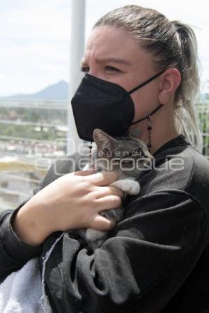 TLAXCALA . CAMPAÑA DE ESTERILIZACIÓN