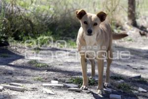 DÍA DEL PERRO CALLEJERO