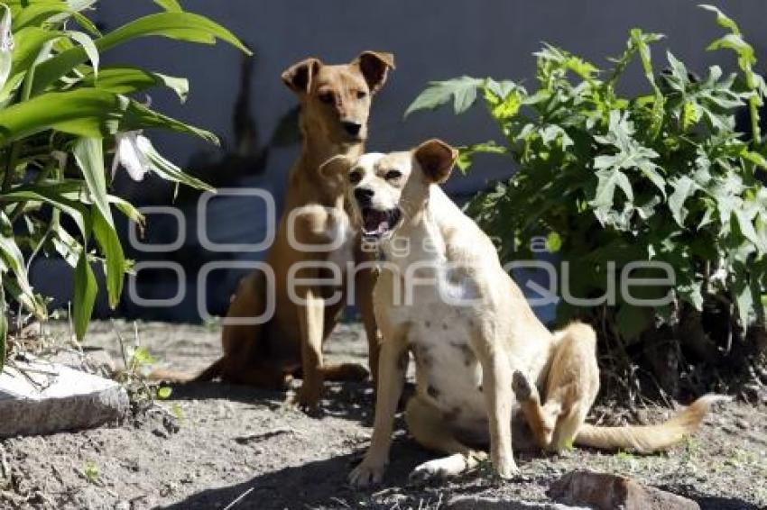 DÍA DEL PERRO CALLEJERO