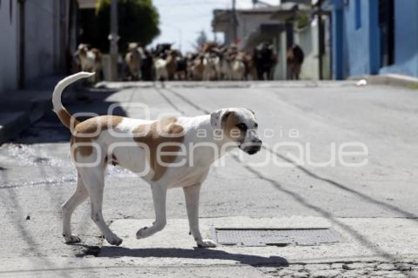 DÍA DEL PERRO CALLEJERO