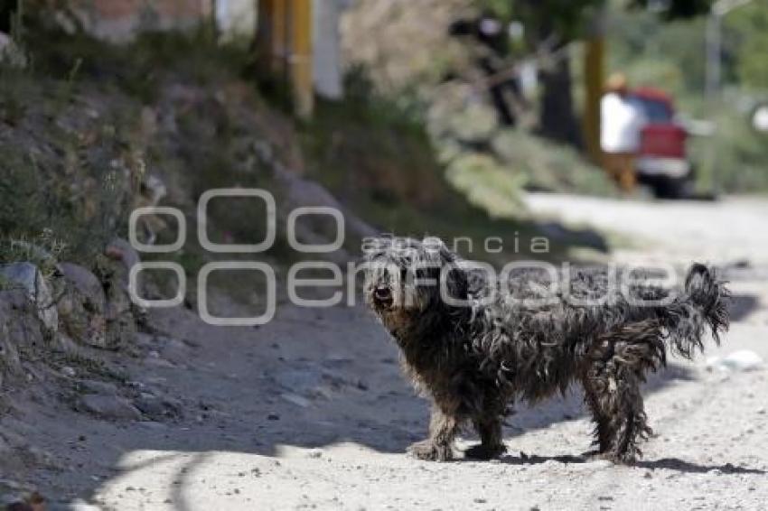 DÍA DEL PERRO CALLEJERO