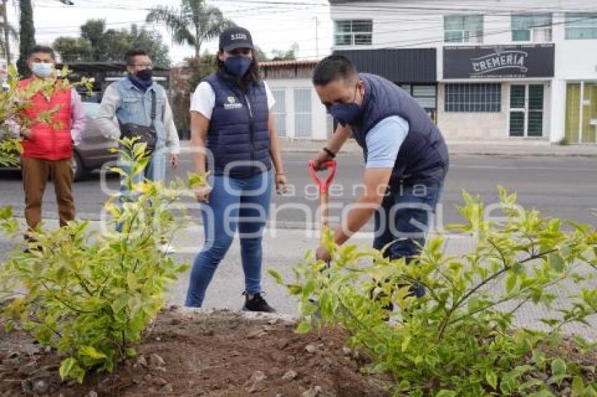 SAN ANDRÉS CHOLULA . JORNADA DE REFORESTACIÓN