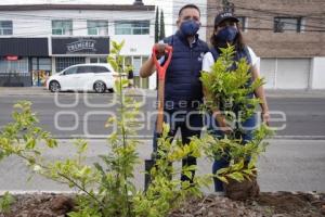 SAN ANDRÉS CHOLULA . JORNADA DE REFORESTACIÓN