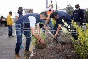 SAN ANDRÉS CHOLULA . JORNADA DE REFORESTACIÓN