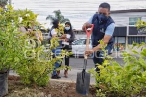 SAN ANDRÉS CHOLULA . JORNADA DE REFORESTACIÓN