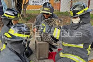 BOMBEROS