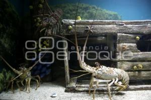 ACUARIO . NOCHE DE MUSEOS