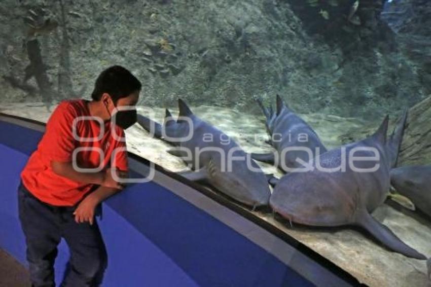 ACUARIO . NOCHE DE MUSEOS