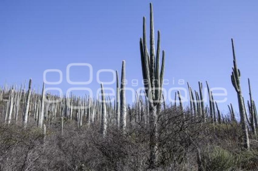 BIOSFERA TEHUACÁN-CUICATLÁN