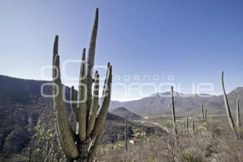 BIOSFERA TEHUACÁN-CUICATLÁN