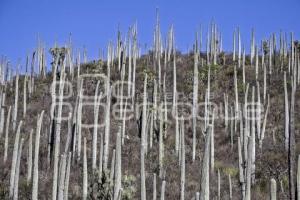 BIOSFERA TEHUACÁN-CUICATLÁN