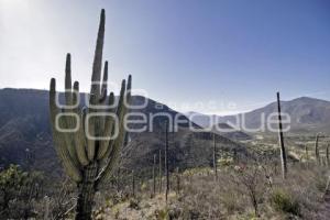 BIOSFERA TEHUACÁN-CUICATLÁN