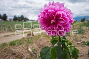 TLAXCALA . CULTIVO DE DALIA