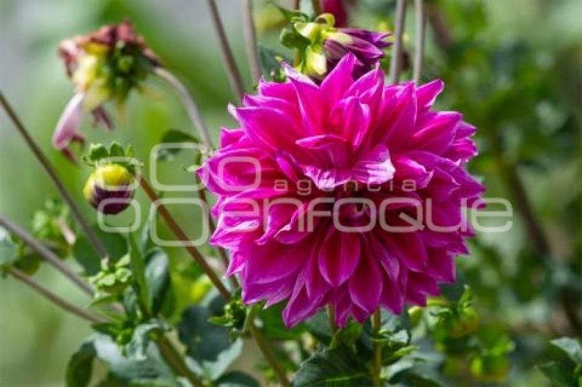 TLAXCALA . CULTIVO DE DALIA