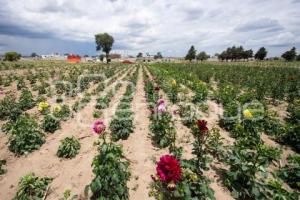 TLAXCALA . CULTIVO DE DALIA