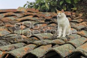 DÍA INTERNACIONAL DEL GATO