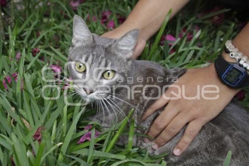 DÍA INTERNACIONAL DEL GATO