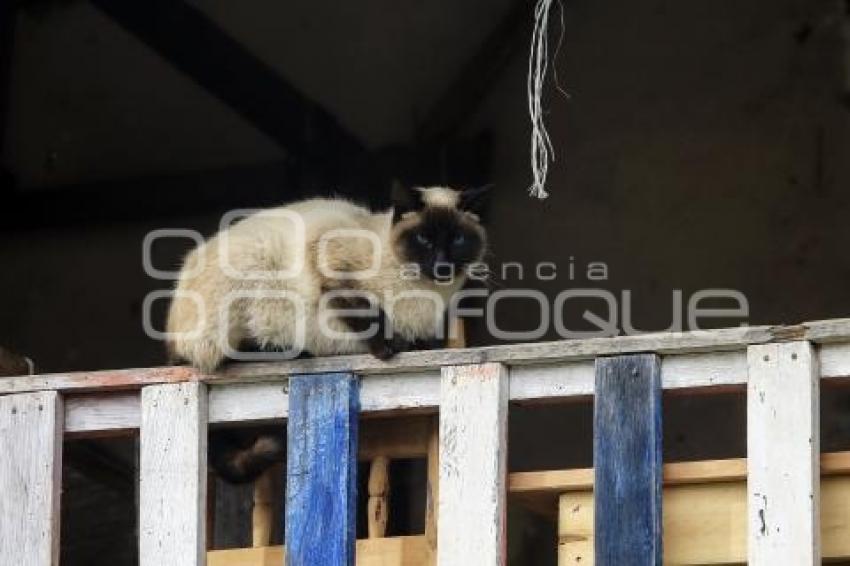 DÍA INTERNACIONAL DEL GATO