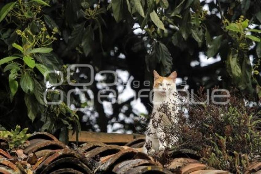 DÍA INTERNACIONAL DEL GATO