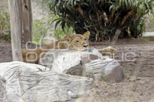 DÍA MUNDIAL DEL LEÓN