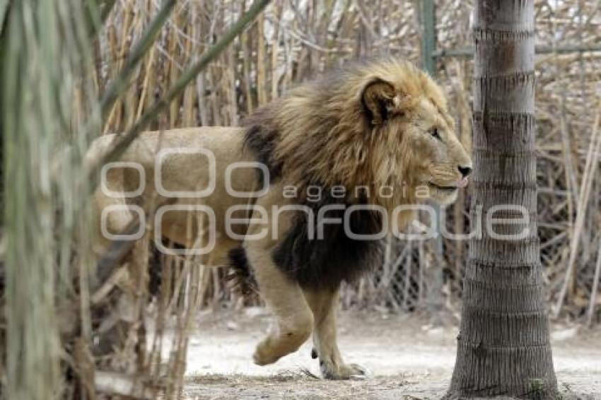 DÍA MUNDIAL DEL LEÓN