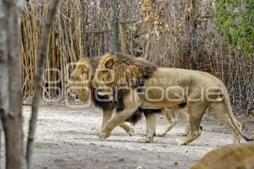 DÍA MUNDIAL DEL LEÓN