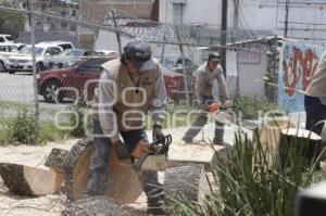 AVENIDA JUAREZ . PODA PALMERAS