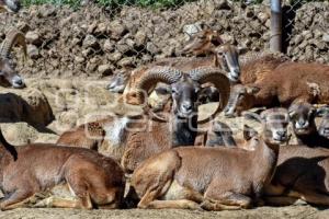 TLAXCALA . ZOOLÓGICO DEL ALTIPLANO