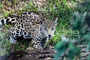 TLAXCALA . ZOOLÓGICO DEL ALTIPLANO