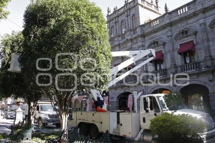 ZÓCALO . PODA DE ÁRBOLES