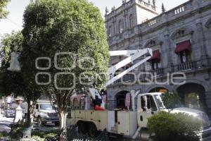 ZÓCALO . PODA DE ÁRBOLES