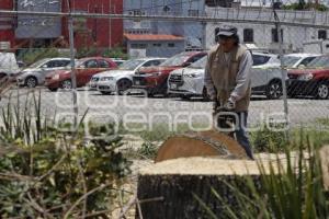 AVENIDA JUAREZ . PODA PALMERAS