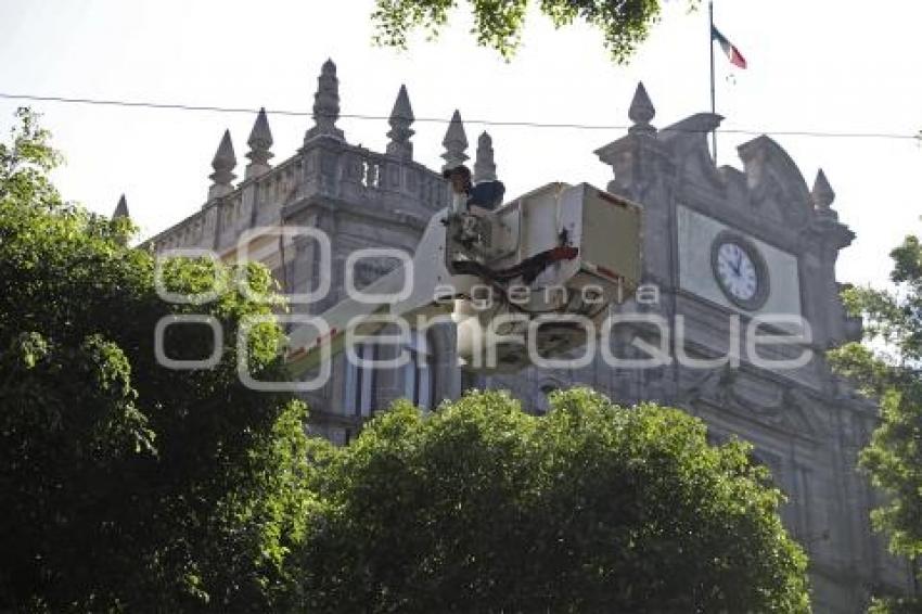 ZÓCALO . PODA DE ÁRBOLES