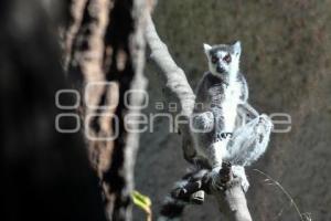 TLAXCALA . ZOOLÓGICO DEL ALTIPLANO