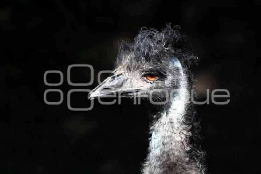 TLAXCALA . ZOOLÓGICO DEL ALTIPLANO